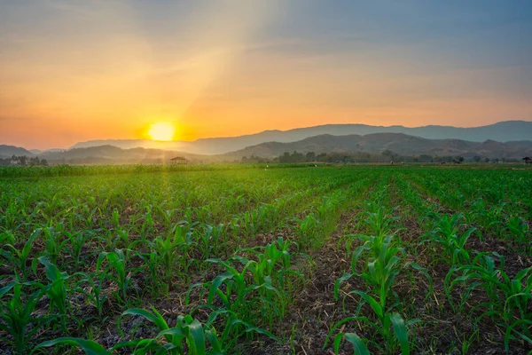 Piantina Semenzaio Mais Nel Giardino Agricolo Con Tramonto Coltivazione Giovani — Foto Stock