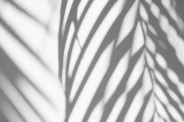 Resumo Fundo Sombras Folha Palmeira Folhas Tropicais Uma Parede Branca — Fotografia de Stock