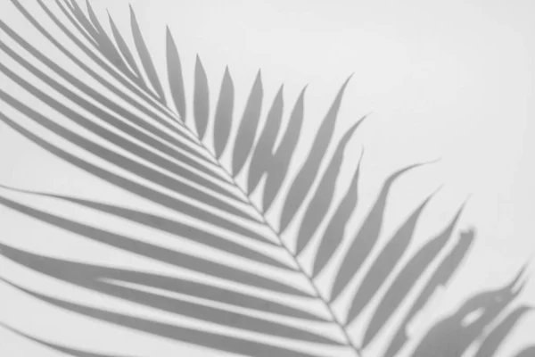 Abstract Background Shadows Palm Leaf White Wall White Black — Stock Photo, Image