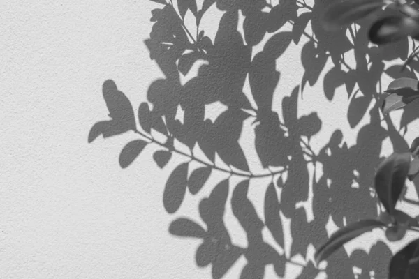 Абстрактний Лист Тіней Білому Тлі Стіни — стокове фото
