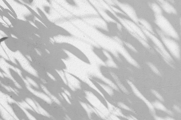 Резюме Листа Теней Фоне Белой Стены — стоковое фото