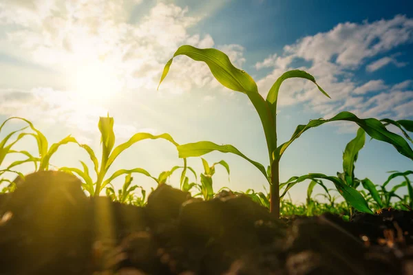 Plántulas Maíz Jardín Agrícola Con Puesta Sol Con Rayo Sol — Foto de Stock