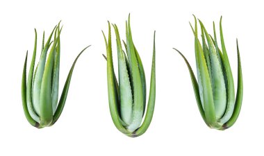 Beyaz arkaplanda izole edilmiş dört yeşil aloe vera bitkisi koleksiyonu, Dosya bir kırpma yolu içerir.