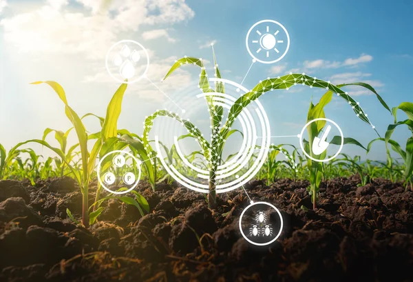 低ポリグラフィックスタイルで栽培農業分野で苗をトウモロコシ 近代的な技術の概念 — ストック写真