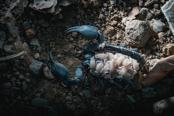 Ovanifrån Kvinnlig Skorpion Med Nyfödda Ryggen Giant Skog Skorpion Arter — Stockfoto