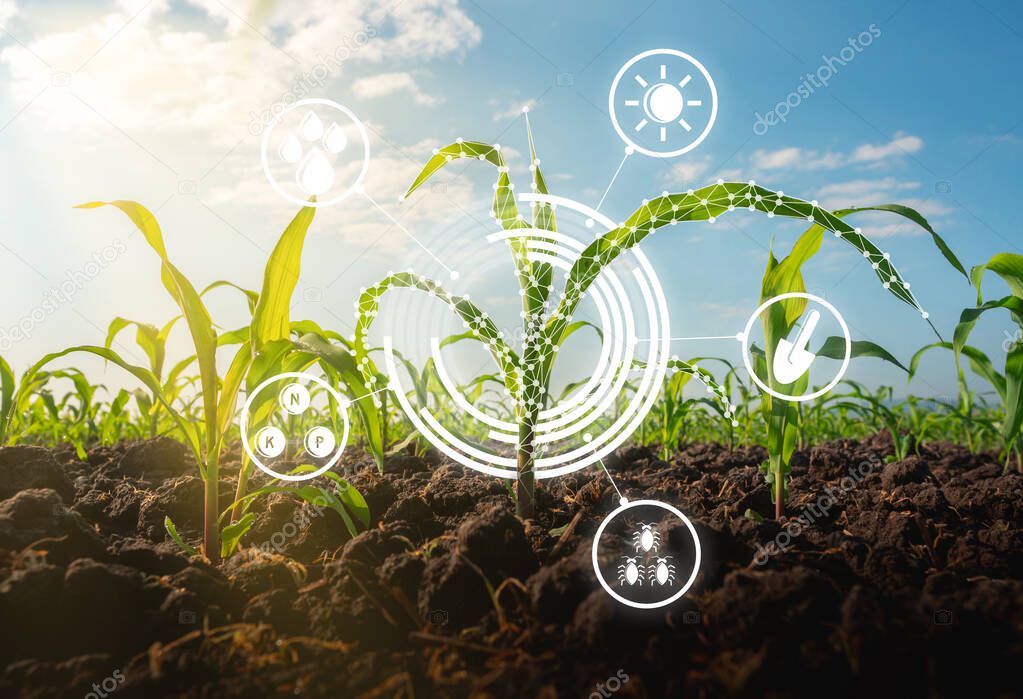 Maize seedling in the cultivated agricultural field with low poly graphic style, Modern technology concepts