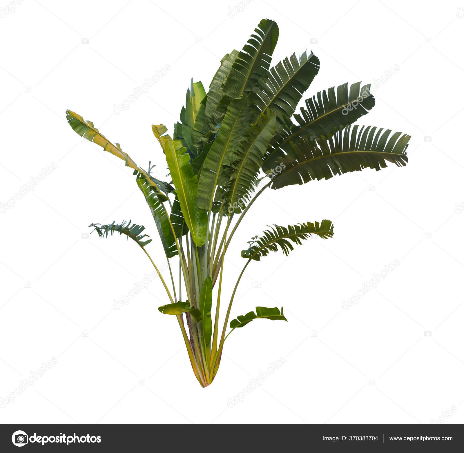 335 Ravenala Stock Photos Images Download Ravenala Pictures On Depositphotos 335 Ravenala Stock Photos Images Download Ravenala Pictures On Depositphotos
