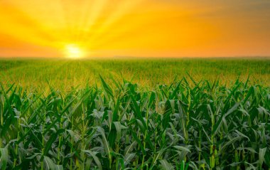 Tarım bahçesindeki yeşil mısır tarlası ve gün batımı parlıyor
