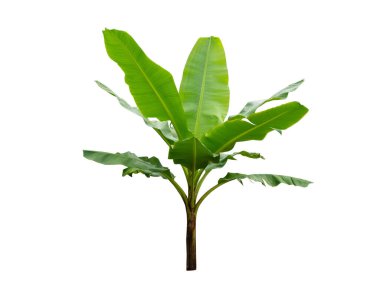 Beyaz arka planda izole edilmiş muz ağaçları. Dosya bir kırpma yolu içeriyor.