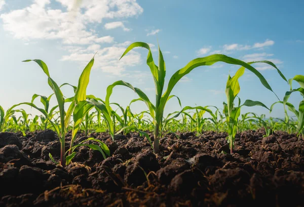 Plántulas Maíz Jardín Agrícola Con Cielo Azul — Foto de Stock