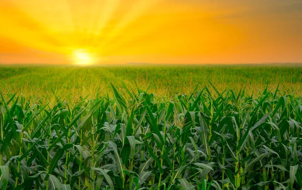 Zielone Pole Kukurydzy Ogrodzie Rolniczym Światło Świeci Zachód Słońca — Zdjęcie stockowe
