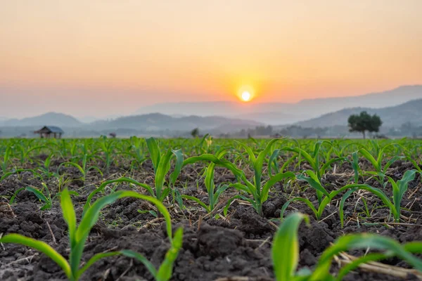 Semis Maïs Dans Jardin Agricole Avec Coucher Soleil Grandir Jeune — Photo