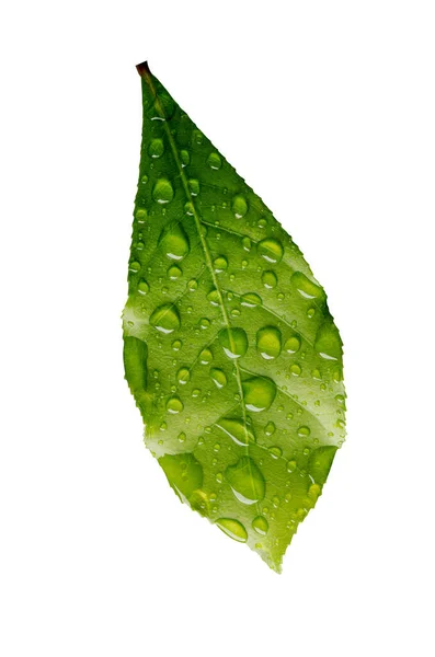 Hoja Verde Mojada Con Gotas Lluvia Aisladas Sobre Fondo Blanco —  Fotos de Stock