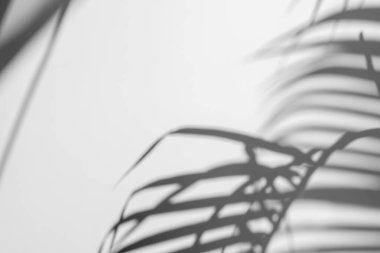 Beyaz bir duvardaki gölge palmiye yaprağının soyut arkaplanı.