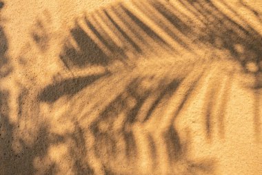 Sahildeki arka planda gölge palmiye yaprağı. yaratıcı tasarım yaz konsepti için