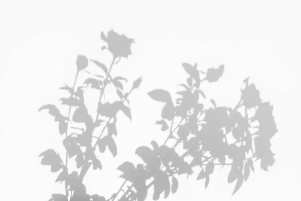 白色背景上的玫瑰花和叶子的阴影 — 图库照片