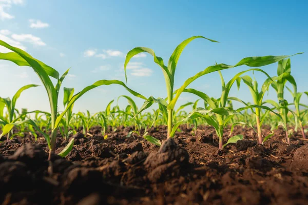 Mudas Milho Jardim Agrícola Com Céu Azul — Fotografia de Stock