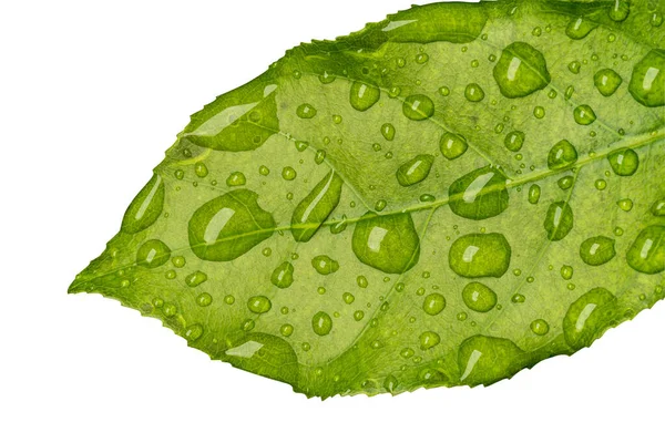 Folha Verde Molhada Com Gotas Chuva Isoladas Fundo Branco Arquivo — Fotografia de Stock