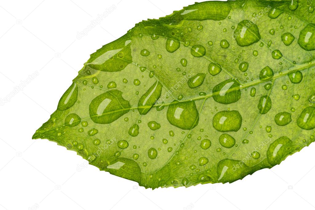 green leaf wet with raindrops isolated on white background, File contains a clipping path.