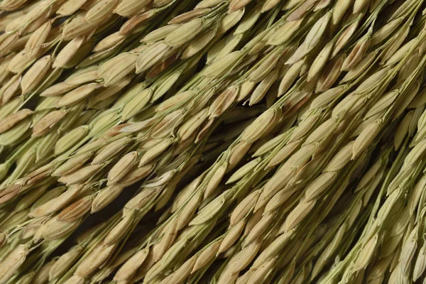 Ear of Rice — Stock Photo, Image