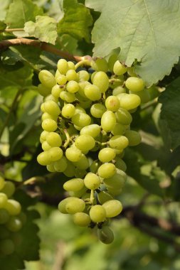  küme beyaz üzüm