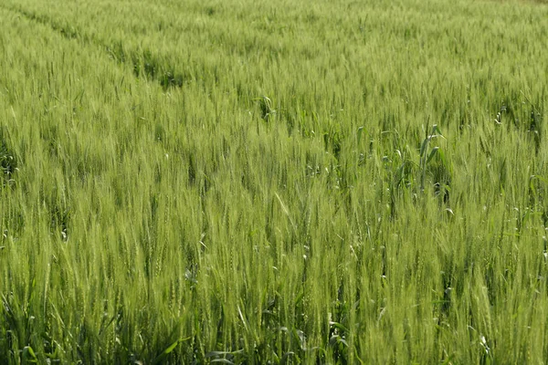 Fresh Green Wheat Field — Stock Photo, Image