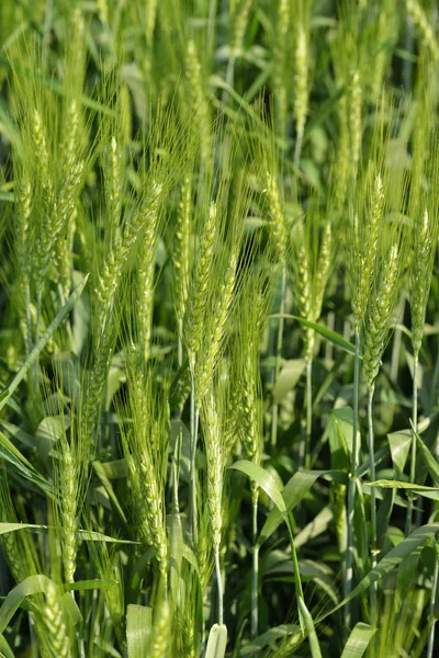 Campo di grano verde — Foto Stock