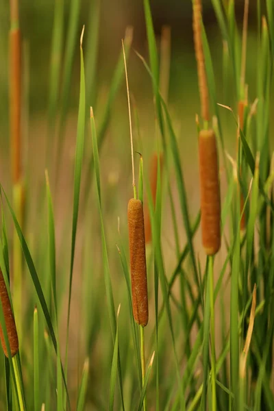 Close up of Cattail Grass — Stock Photo, Image