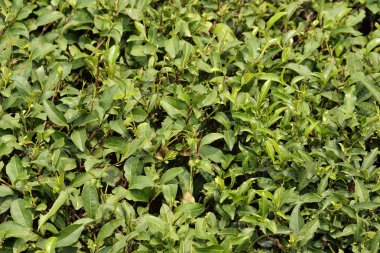 Taze yeşil çay yaprakları yakın çekim