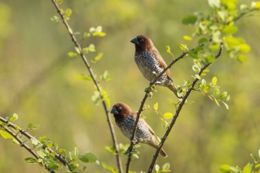  Pullu Breasted Munia dalda oturan çifti