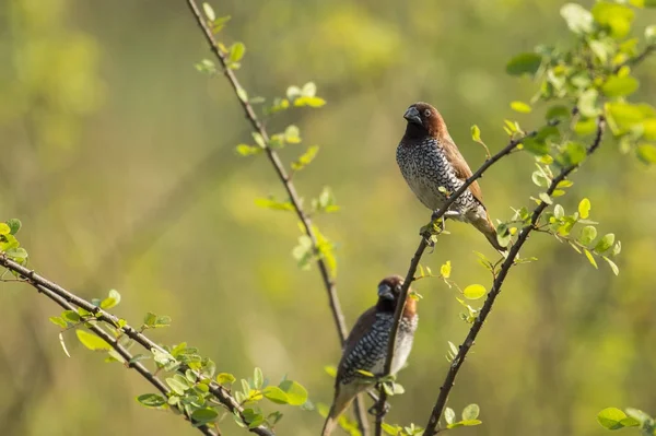 Pair of Scaly Breasted Munia Sitting on Branch — Stock Photo, Image