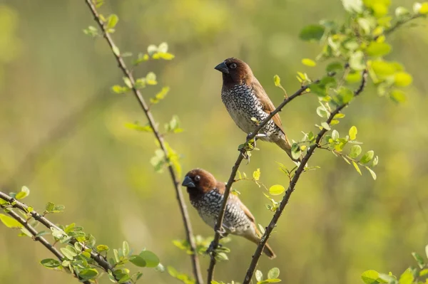 Pair of Scaly Breasted Munia Sitting on Branch — Stock Photo, Image