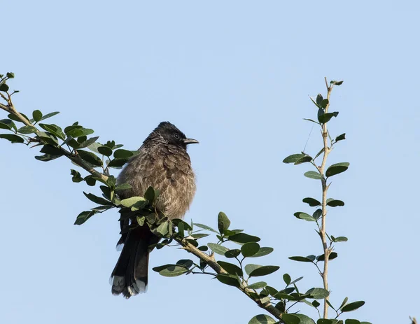 Bulbul in brauner Farbe sitzt auf einem Ast — Stockfoto