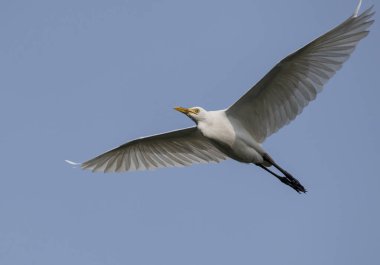 Uçuşta beyaz ak balıkçıl, yakın çekim
