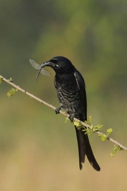Black Drongo with its Prey Sitting on Branch clipart
