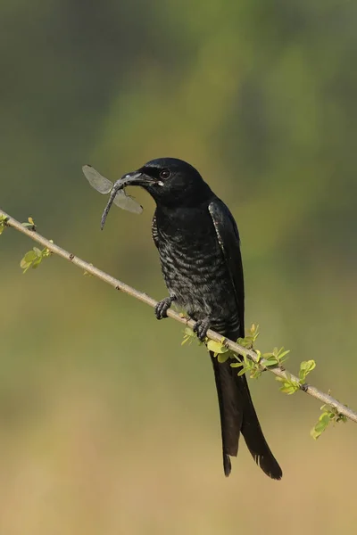 Black Drongo with its Prey Sitting on Branch — Stock Photo, Image
