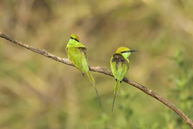 Çift Dal üzerinde oturan Yeşil Arı yiyenler