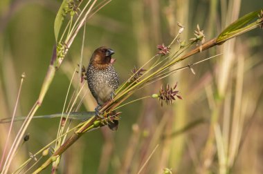 Pullu Breasted Munia dalda oturan portresi