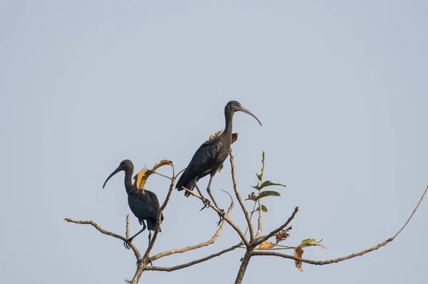 Пара незрелых Ghessy Ibis на вершине Tree . — стоковое фото