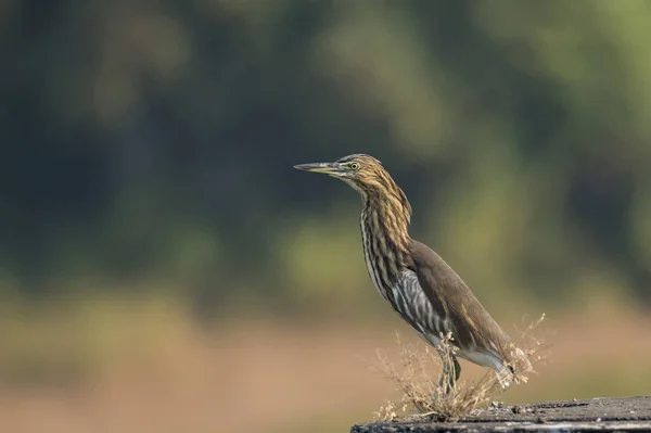 Indian  Pond Heron Sitting on Wall Royalty Free Stock Images