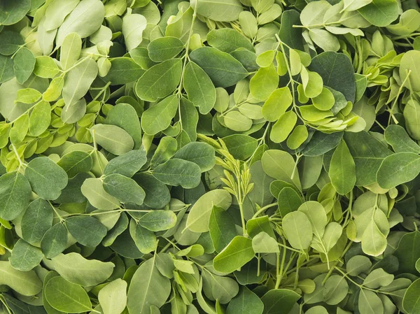 신선한 유기농 Moringa 잎의 클로즈업 스톡 사진