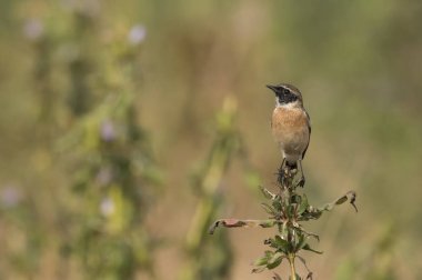 Vahşi bir çiçek üzerinde oturan erkek Stonechat portresi