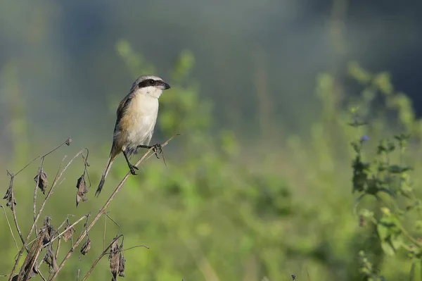 Long Tailed Shrike Siedzi Gałęzi — Zdjęcie stockowe