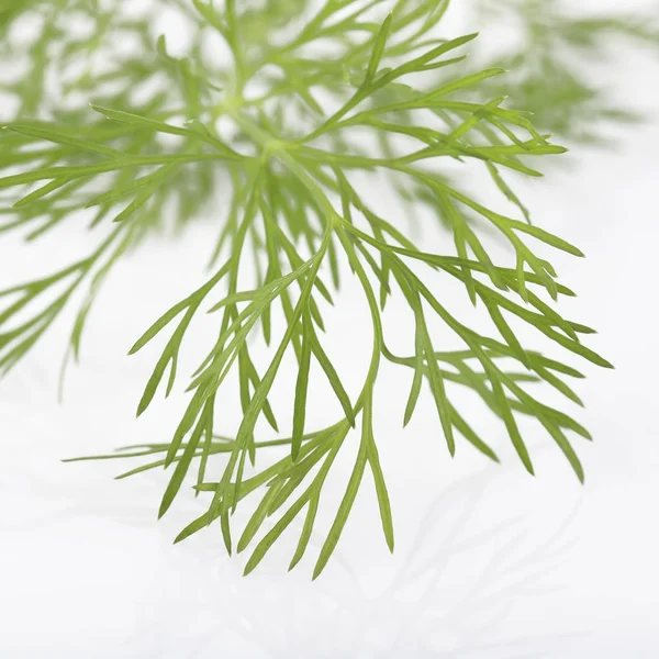 Close up of Dill Plant Isolated on White Background Shot in Studio