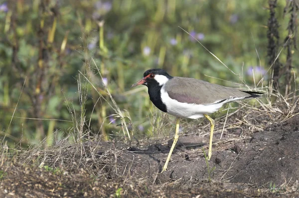 Red Wattled Lapwing Searching Food — стоковое фото