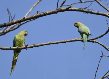 Gül çifti birbirine bakarak bir ağaç dalı üzerine muhabbet kuşu halkalı