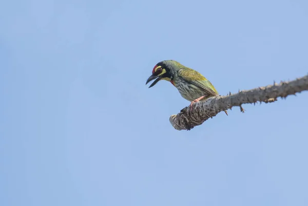Portrait Coppersmith Barbet Perched Branch — Stock Photo, Image