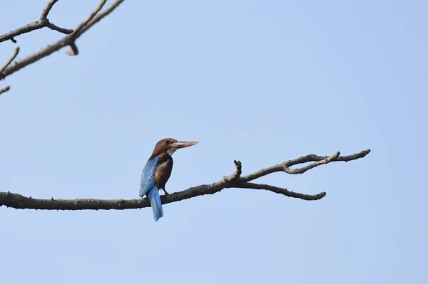 White Breasted Kingfisher Pered Branch — стоковое фото