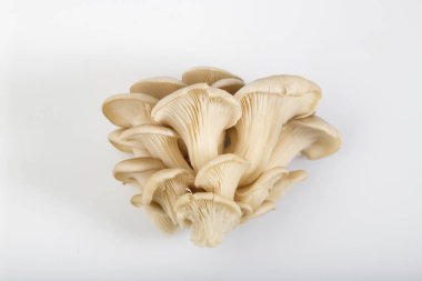 Top istiridye mantar beyaz izole görünümünü arka plan atış Studio