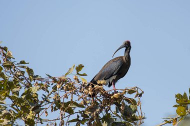 Kuş: Yiyecek arayan ağacının dalını Kırmızı enseli Ibis tünemiş